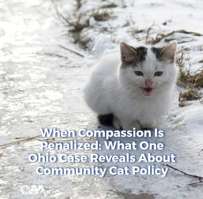 When Compassion Is Penalized: What One Ohio Case Reveals About Community Cat Policy