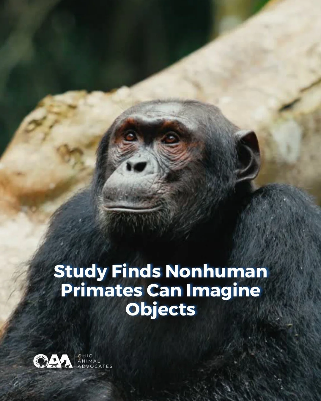 New research published that Kanzi, a language-trained bonobo, can mentally represent objects that aren&rsquo;t physically present 🧠

As science advances, so must our laws and protections! Read more and take action at ohioanimaladvocates.org/news/pri