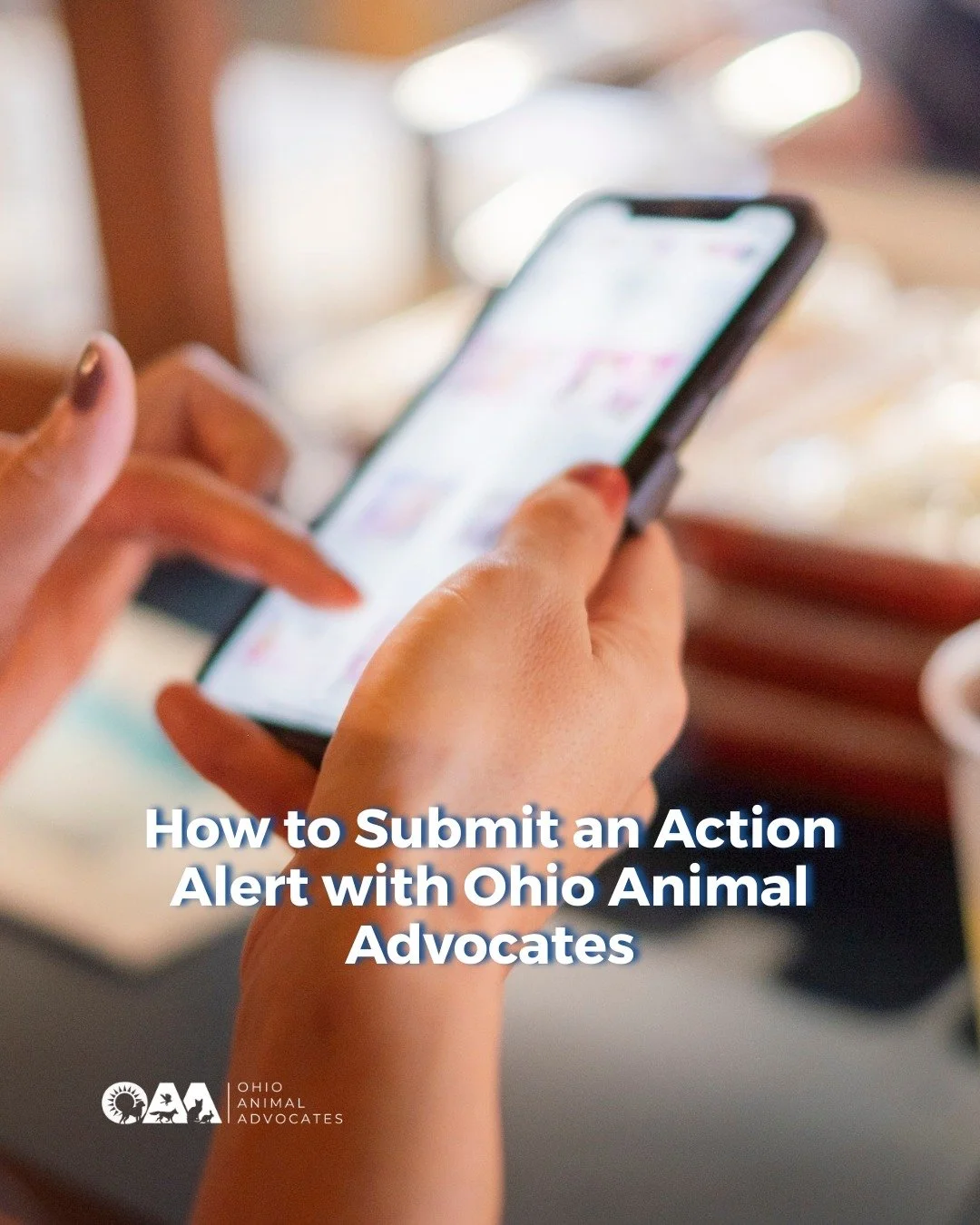 Taking action and protecting animals in Ohio is easier than you think!

Visit our website, click on an Action Alert, enter your information, and submit. Repeat for any other Action Alerts you support.

Get involved today at ohioanimaladvocates.org/ac