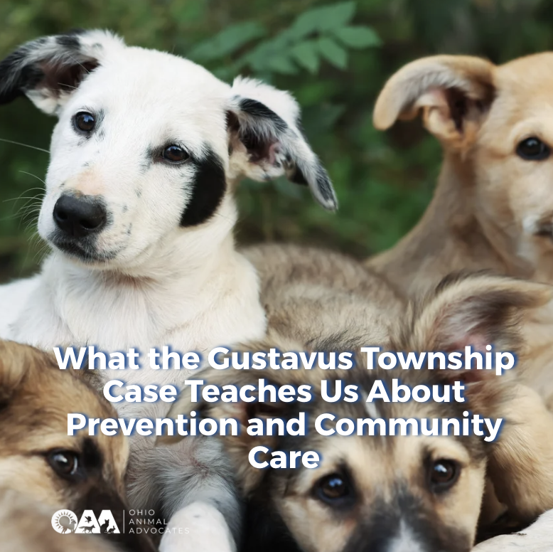 What the Gustavus Township Case Teaches Us About Prevention and Community Care
