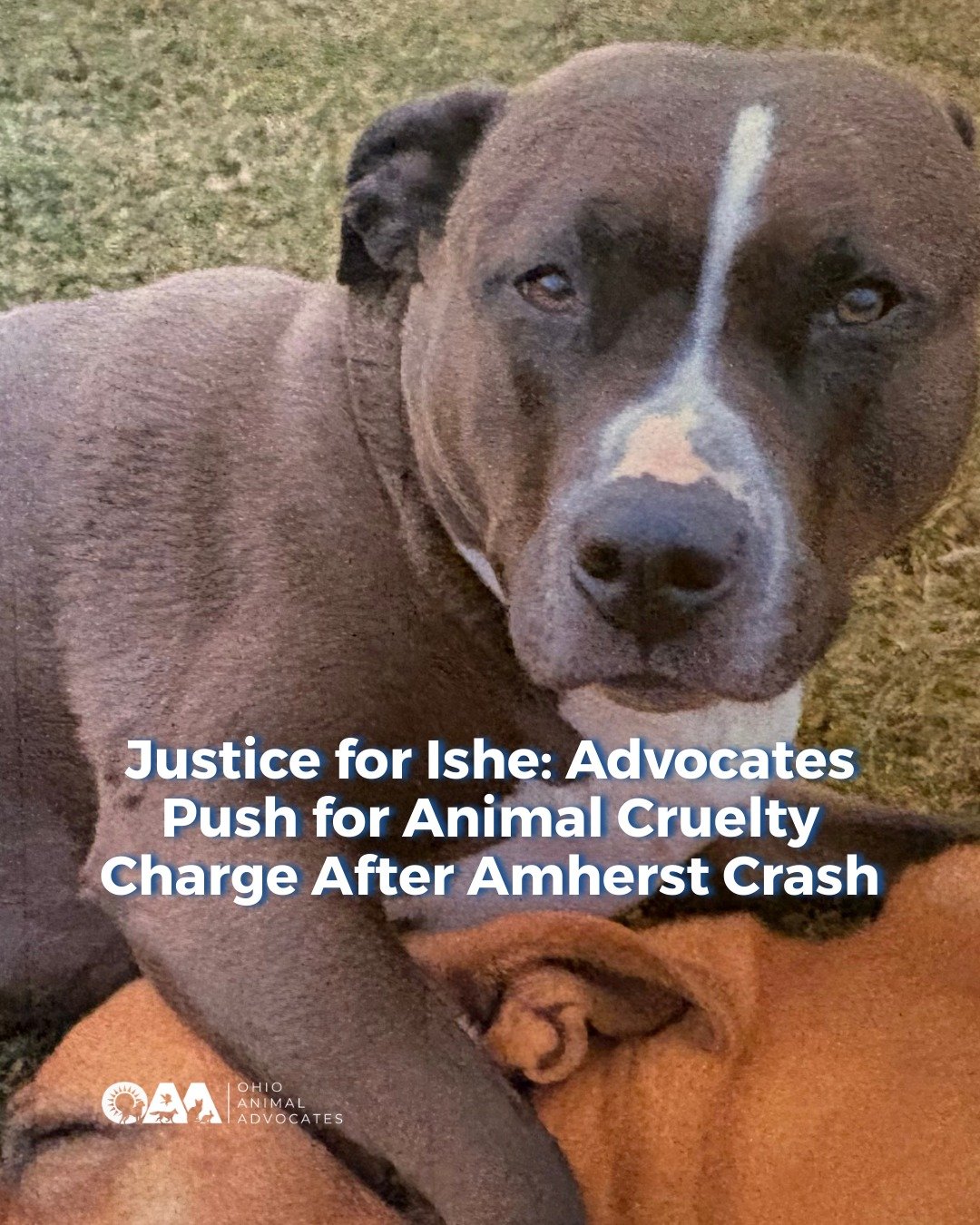 In December 2025, Jessica Paige was walking her dog, Ishe, near her Amherst home when an impaired driver struck them.

Jessica suffered catastrophic injuries and remains hospitalized. Ishe was killed.

Thanks to the work of local advocates, a felony 
