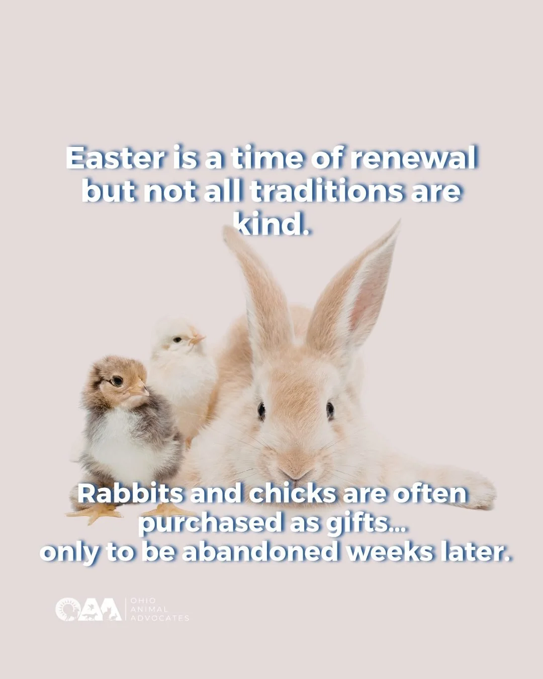 Happy Easter 🌸 A reminder that compassion is always in season.
Let&rsquo;s celebrate with kindness for animals and each other 🐾