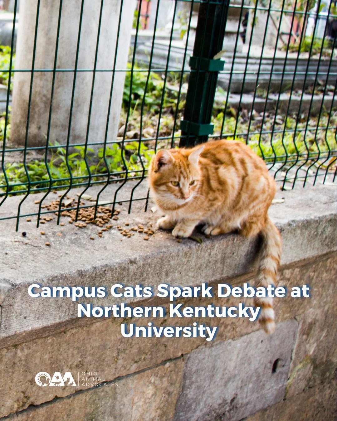 When students at Northern Kentucky University started caring for a stray cat named Morris, they never expected it to turn into a campus movement.

Now the &ldquo;Landrum cats&rdquo; are at the center of a debate about community cats, campus policies,