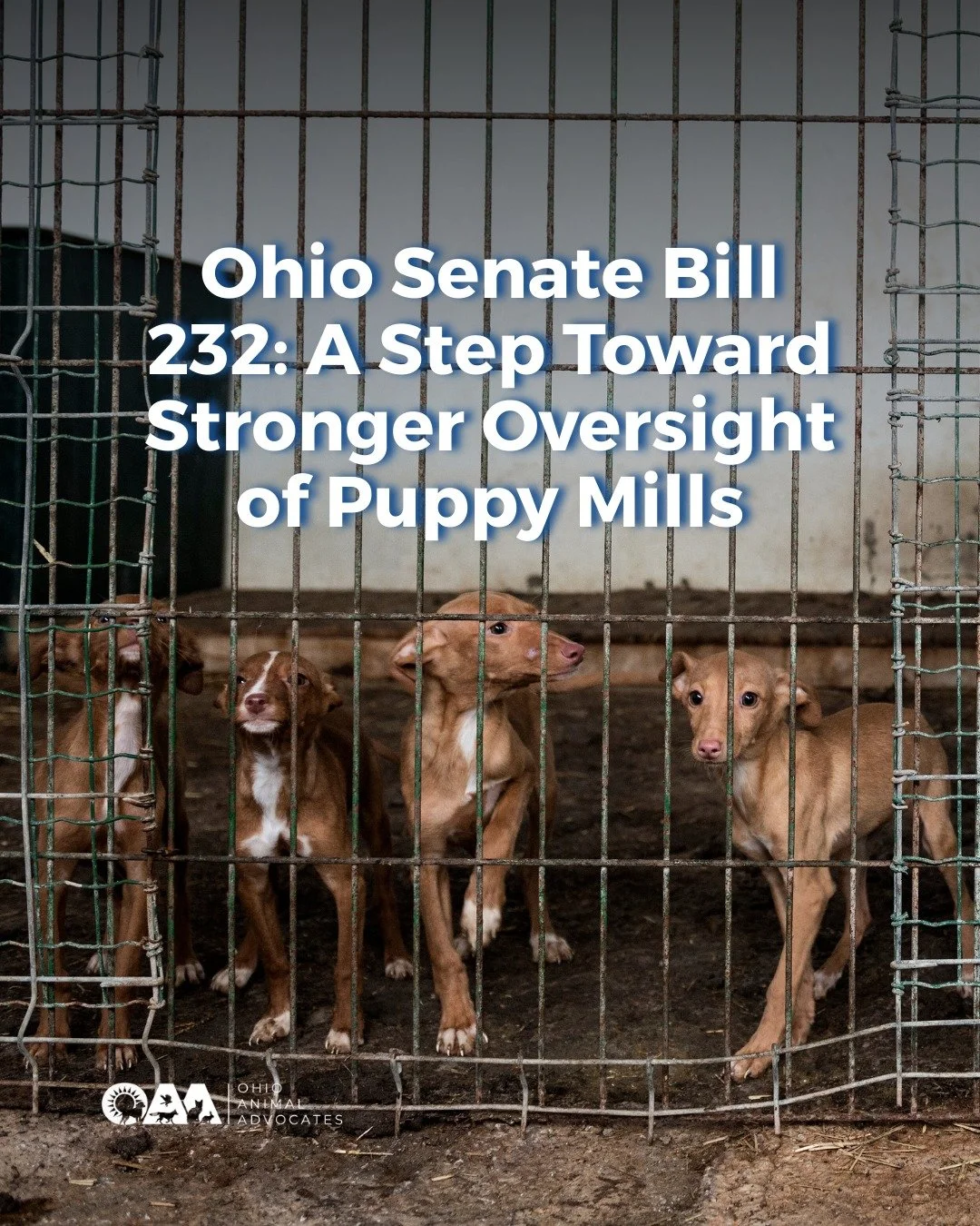 Ohio is currently ranked #2 in the nation for puppy mill violations, and that&rsquo;s not a list we should be on.

Senate Bill 232 is a step toward stronger oversight, including veterinary care requirements and improved accountability for high-volume
