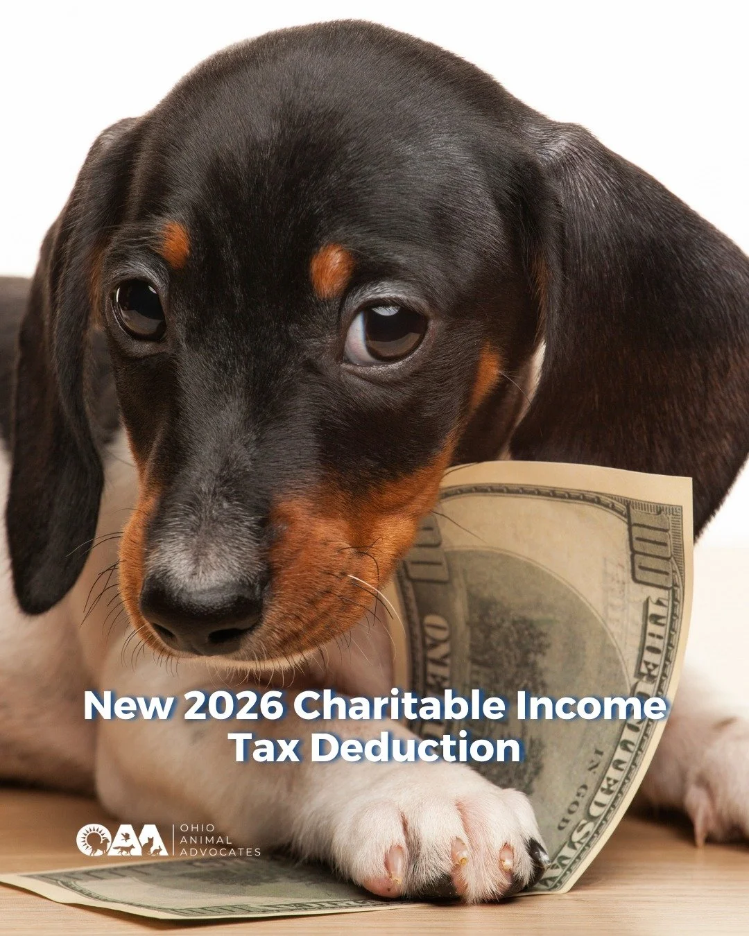 Give back. Get more back.

Starting in 2026, most taxpayers can deduct charitable donations, no itemizing required.

💌 Donate today to Ohio Animal Advocates at ohioanimaladvocates.org/donate
🐾 Follow OAA and stay connected with updates, resources, 
