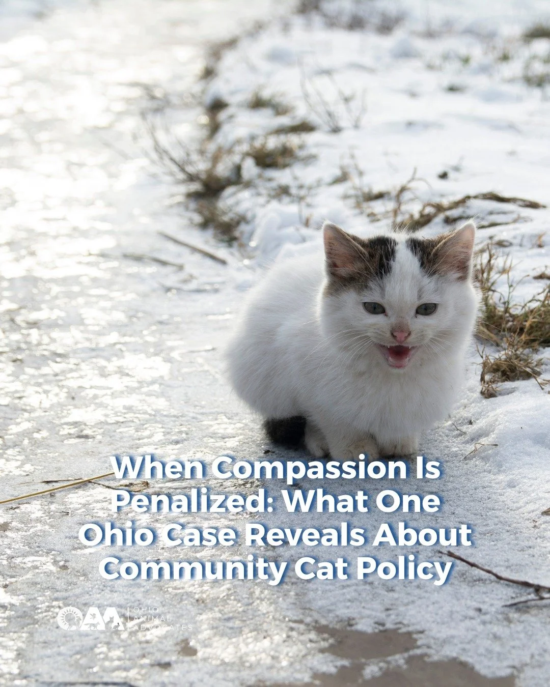 He was trying to help cats survive freezing temperatures&mdash;and got cited for it. This situation highlights a bigger issue: feeding bans don&rsquo;t solve community cat populations.

At OAA, we believe the solution isn&rsquo;t punishment. It&rsquo