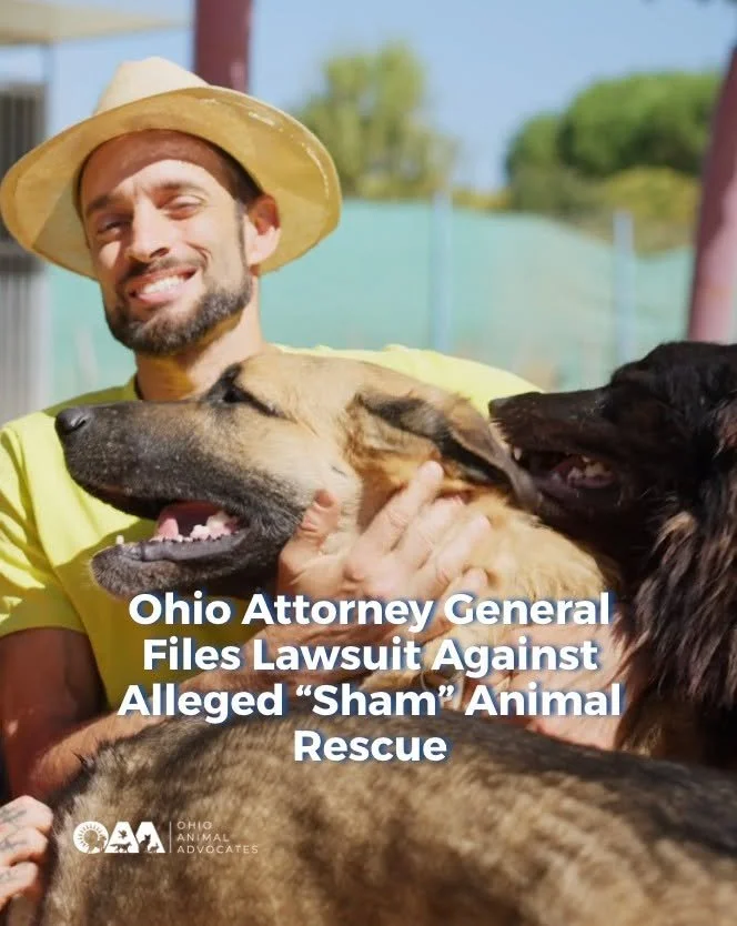 Donating to animal rescues should feel good and it should actually help animals.

Unfortunately, not every organization operates with transparency or accountability. That&rsquo;s why it&rsquo;s so important to do a quick check before giving.

✔ Where