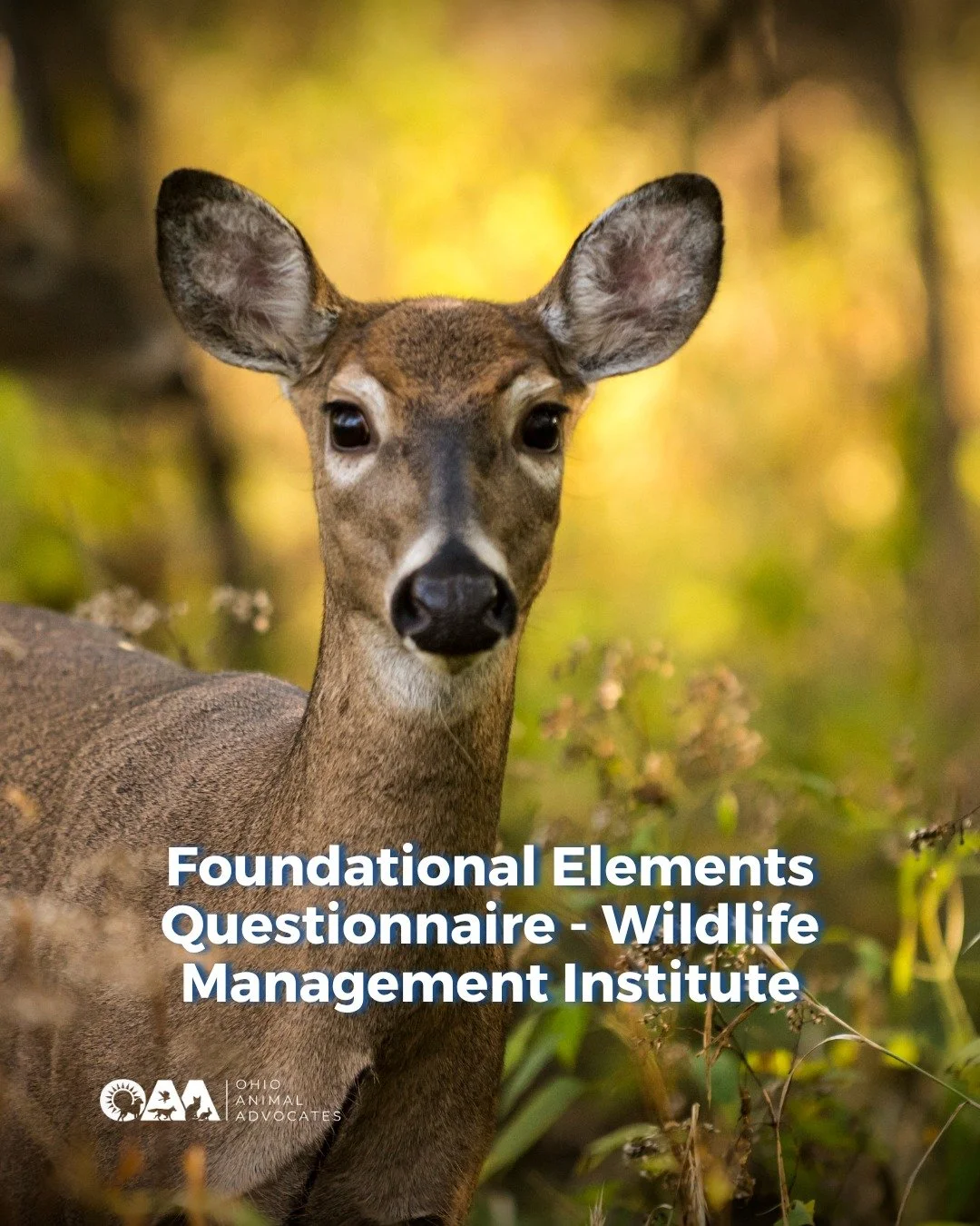 Wildlife conservation is evolvingand your voice matters.

A national initiative led by the Wildlife Management Institute is gathering input to shape the future of fish and wildlife policy.

Take a few minutes to share your perspective and help guide 