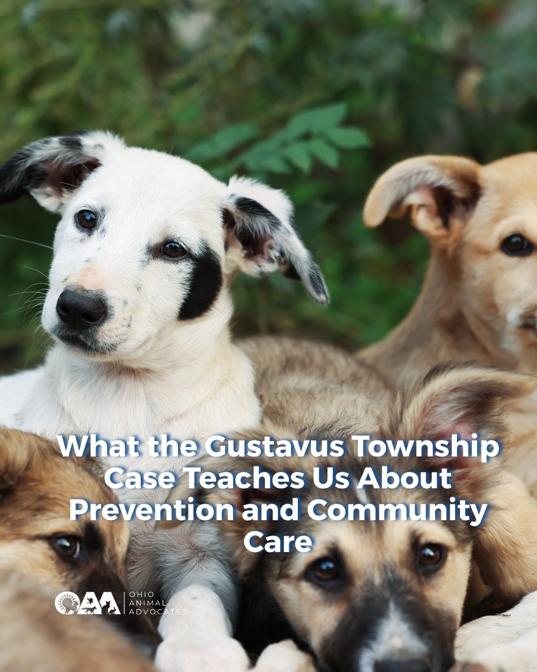 Situations like this remind us how important early awareness and community support are. Animal welfare isn&rsquo;t just about responding, it&rsquo;s about preventing.

🐾 Stay informed by following @ohioanimaladvocates
🐾 Share resources
🐾 Speak up 