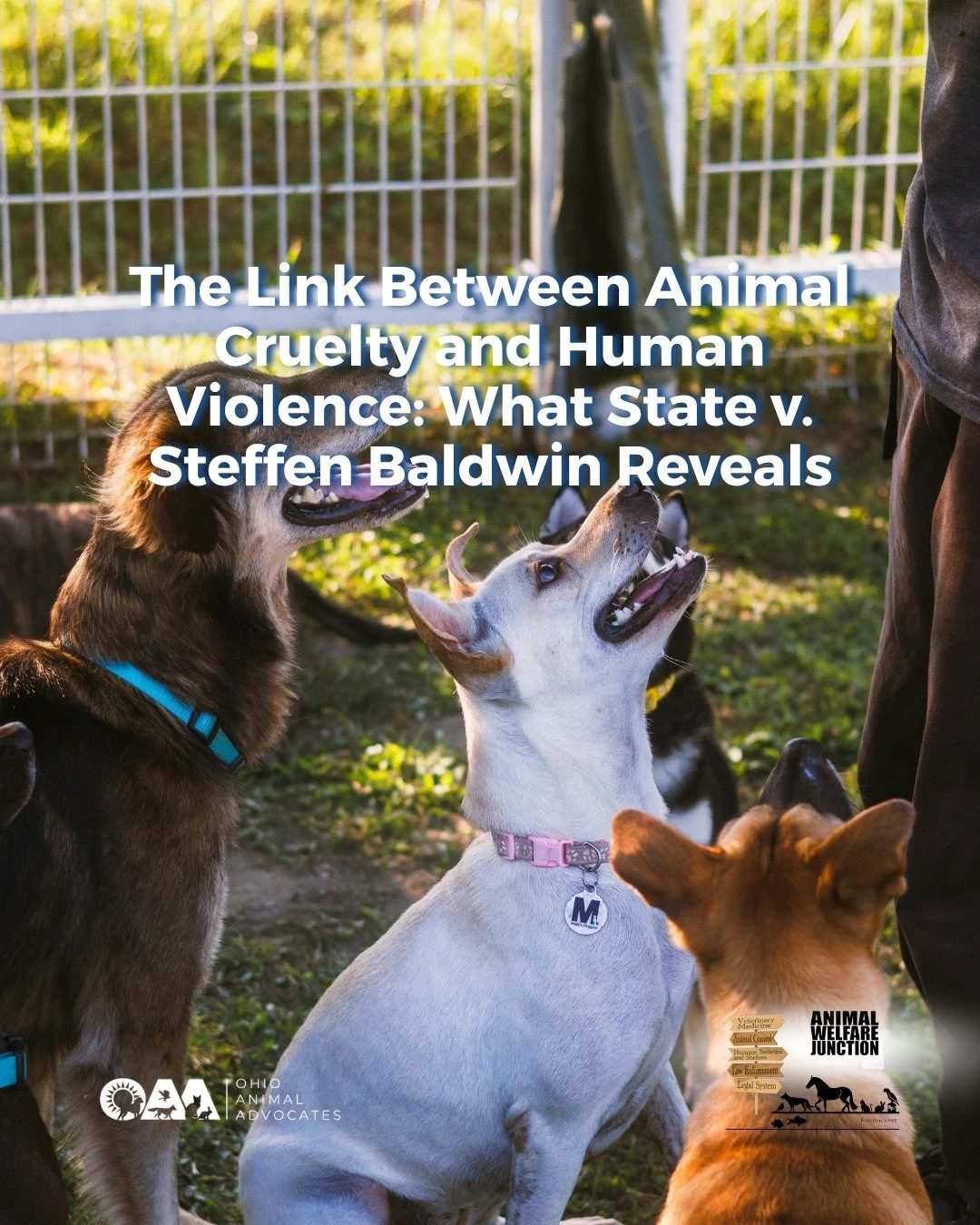 Animal cruelty is often a warning sign, not a standalone issue. In episode 8 of Animal Welfare Junction, host and OAA board member, Dr. G, discusses the State v. Steffen Baldwin case. The episode explores how abuse of animals is used to control and h
