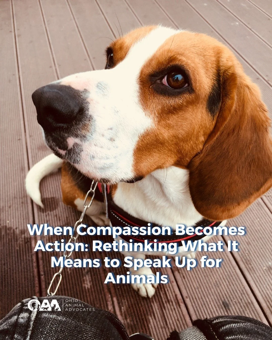 They rescued beagles from a testing facility, faced prison and were just found not guilty. Their actions weren&rsquo;t hidden. They were meant to expose a system most people never see.

When we become aware of suffering, we&rsquo;re faced with a choi