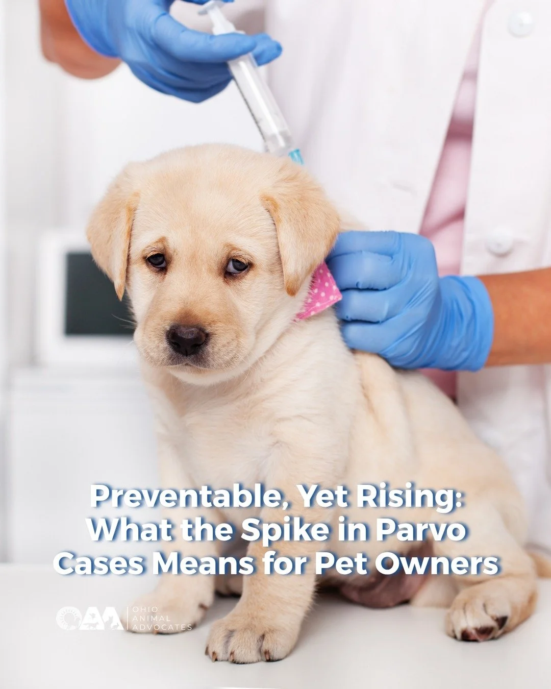 Parvo is deadly but preventable. We&rsquo;re seeing a rise in cases across the country, putting puppies and unvaccinated dogs at serious risk.

Vaccination isn&rsquo;t just about your pet, it helps protect entire communities.

🐾 Talk to your vet
🐾 
