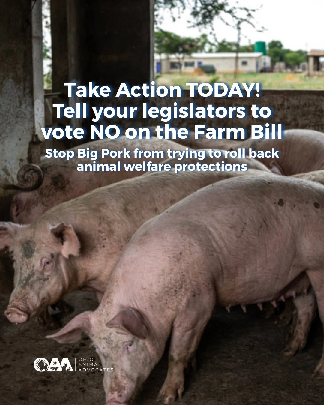 🚨 EMERGENCY 🚨

Buried in the Farm Bill, the so-called &ldquo;Save Our Bacon Act&rdquo; would override state laws like California Proposition 12, stripping states of the power to set humane standards for farm animals.

🗓️ The vote is scheduled for 
