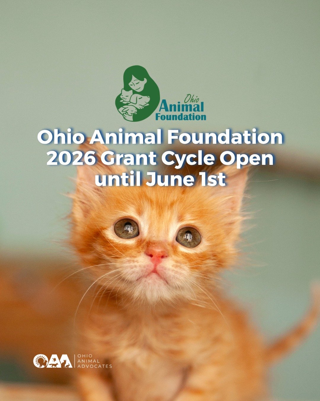 Ohio Animal Foundation&rsquo;s 2026 grant cycle is now open! 🐾

Ohio-based nonprofits supporting companion animals and/or wildlife are encouraged to apply for small grants supporting specific programs and needs.

Applications are due June 1st. New t