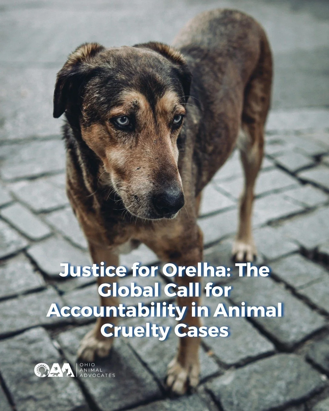 From Brazil to New York City. A beloved community dog. A brutal act of cruelty. And a growing global demand for accountability.

What happened to Orelha isn&rsquo;t just one tragic case. It&rsquo;s a reminder of the gaps that still exist in protectin