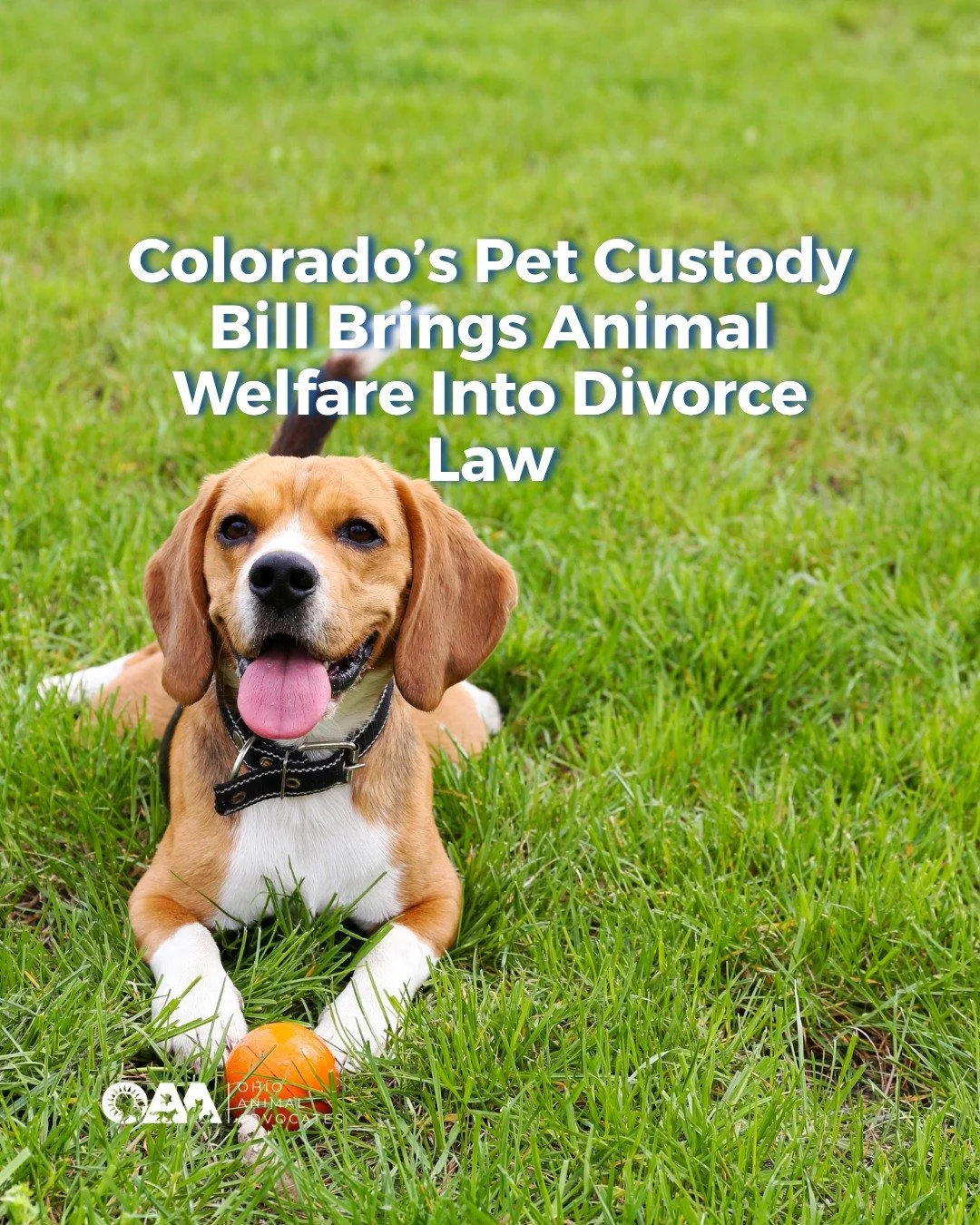 Pets aren&rsquo;t property, they&rsquo;re family.

A new bill in Colorado would allow courts to consider a pet&rsquo;s best interest and a history of abuse when deciding custody in divorce cases.

It&rsquo;s a powerful step forward in recognizing the