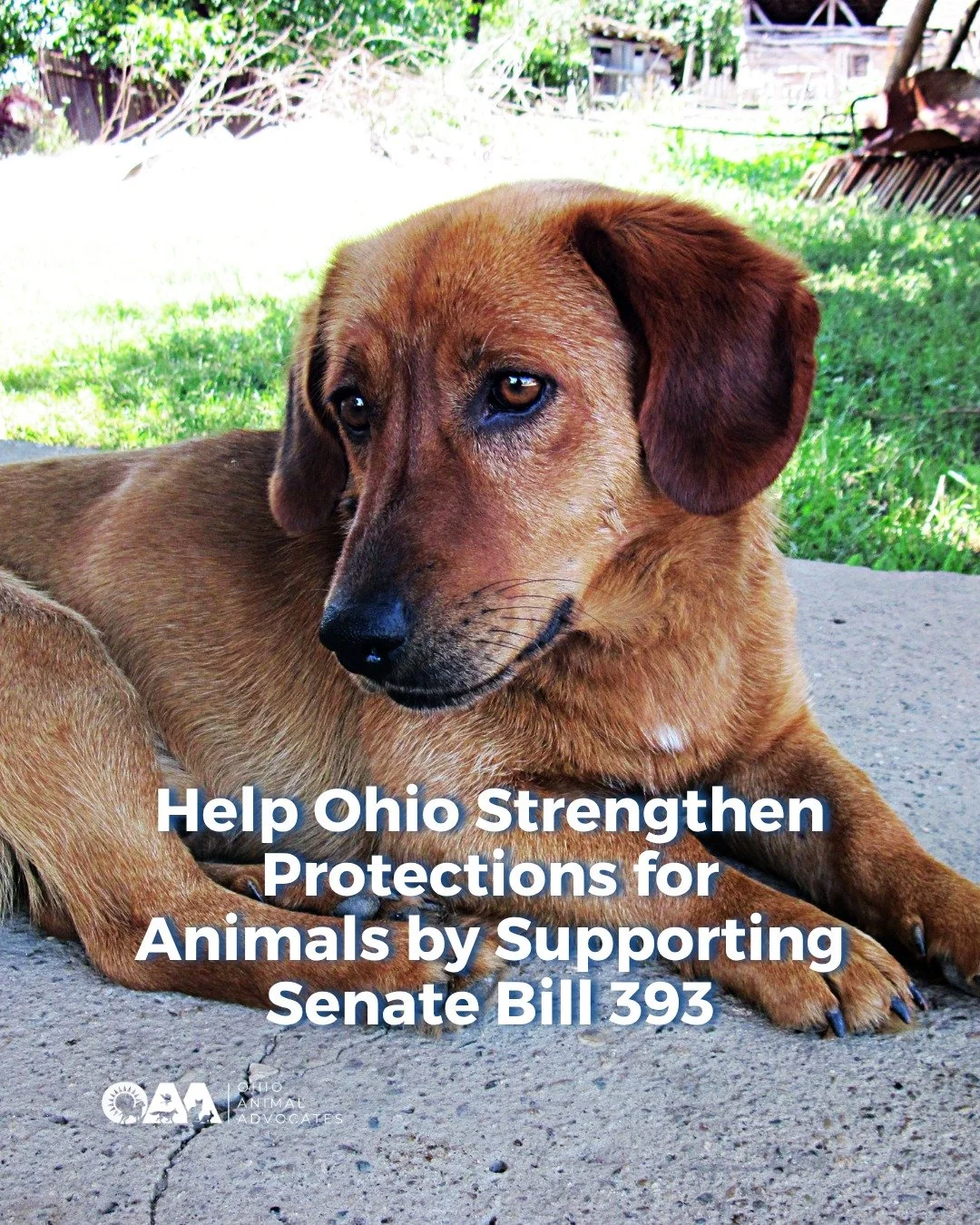 Animal cruelty is never &ldquo;just&rdquo; animal cruelty.

Senate Bill 393 would strengthen Ohio law by increasing penalties for bestiality from a misdemeanor to a felony.

There is a well-documented link between animal abuse and human violence. Add