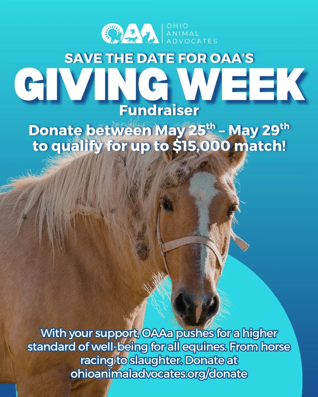 Save the Date for OAA&rsquo;s Giving Week Fundraiser!🐴 

With your support, Ohio Animal Advocates pushes for a higher standard of well-being for all equines, from protecting racehorses to advocating against horse slaughter and cruelty.

Donate betwe