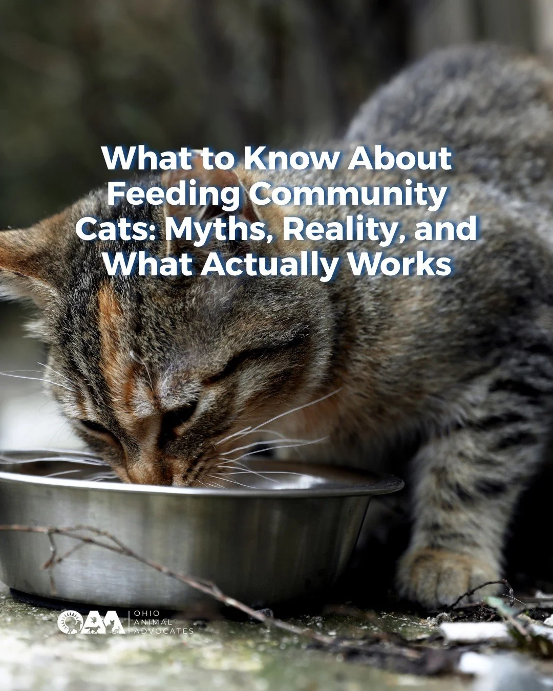 Feeding community cats is often misunderstood, but it&rsquo;s not the problem.

Paired with Trap-Neuter-Return (TNR), feeding community cats can:
✔️ Prevents new litters
✔️ Improves cats&rsquo; health
✔️ Reduces long-term population size

📖 Learn mo