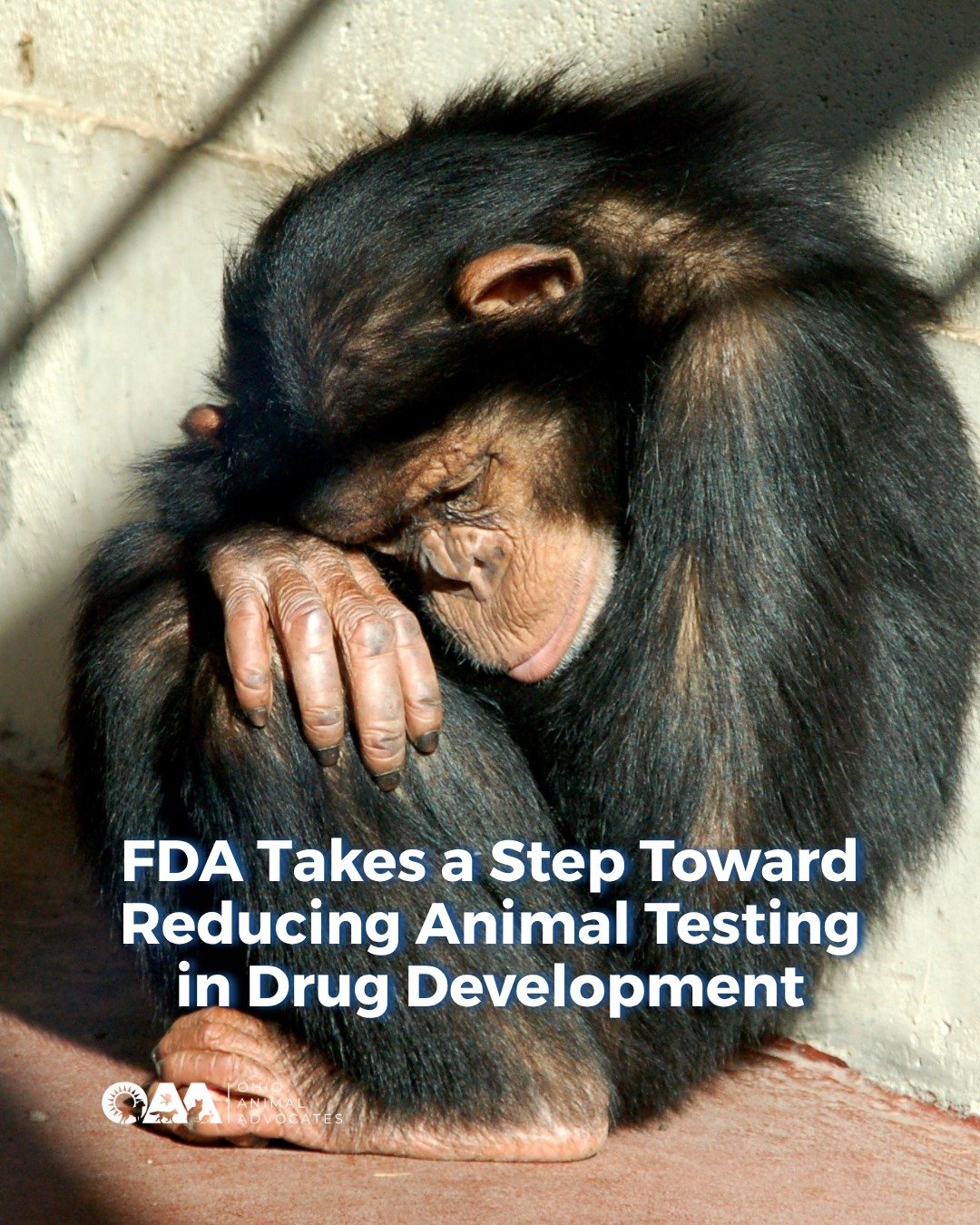A shift is happening in drug development and it could mean fewer animals used in testing.

The U.S. Food and Drug Administration has released draft guidance supporting the use of New Approach Methodologies (NAMs): innovative, human-based alternatives