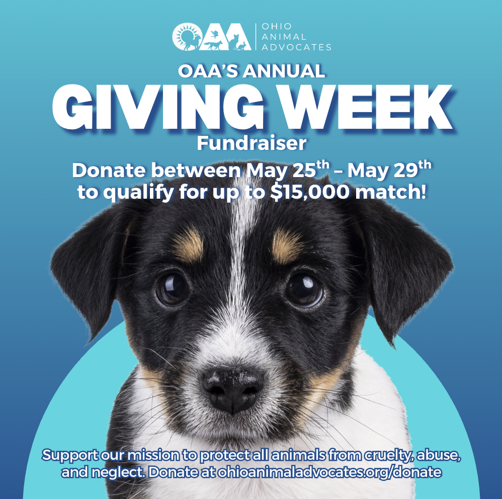 Why OAA Giving Week Matters for Ohio’s Animals - May 25th to 29th
