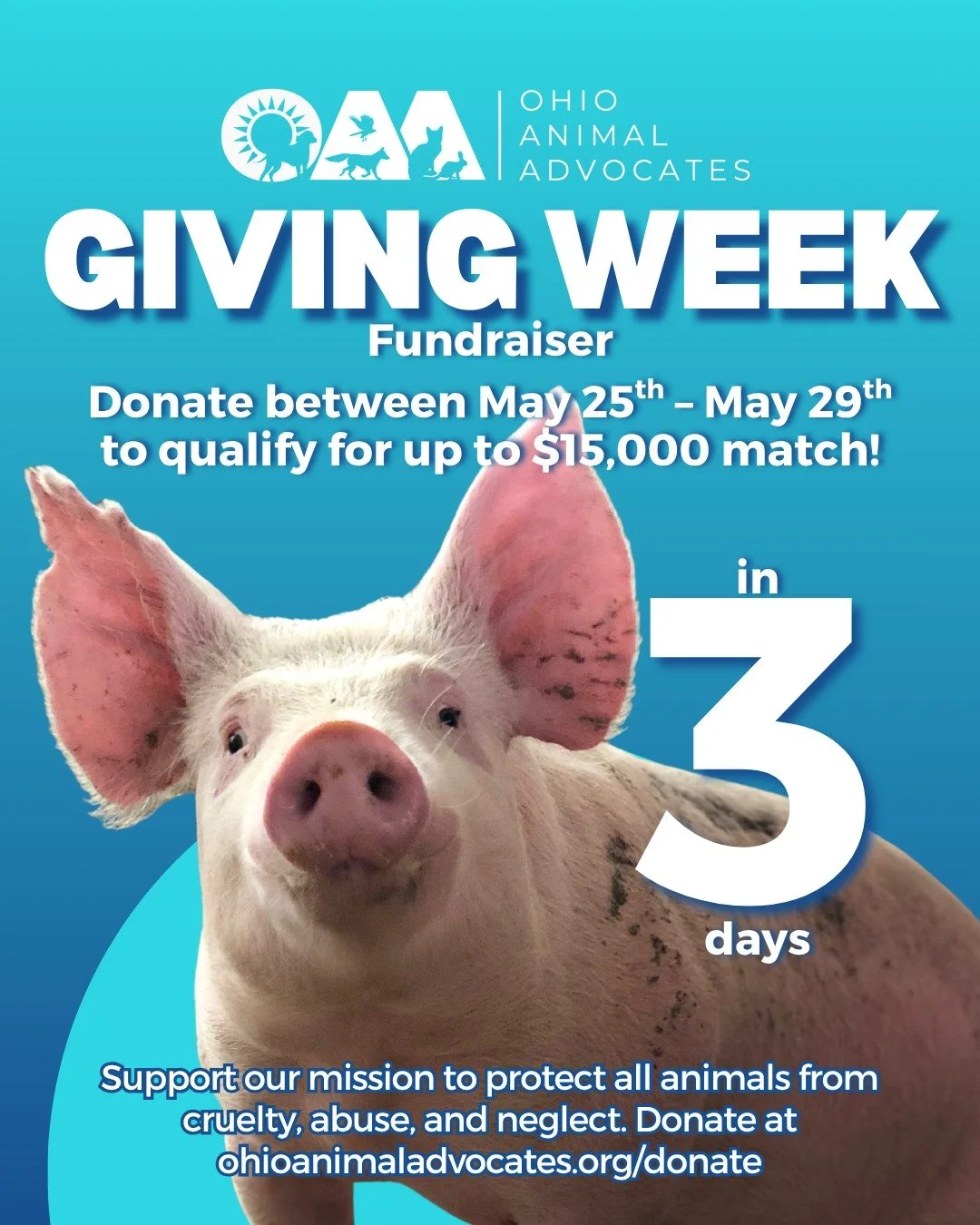 3 Days Until Giving Week!⏳ 

In just 3 days, you&rsquo;ll have the opportunity to support Ohio Animal Advocates and help protect animals across Ohio through advocacy, education, and action. ❤️

Donate May 25th&ndash;May 29th to help us qualify for up