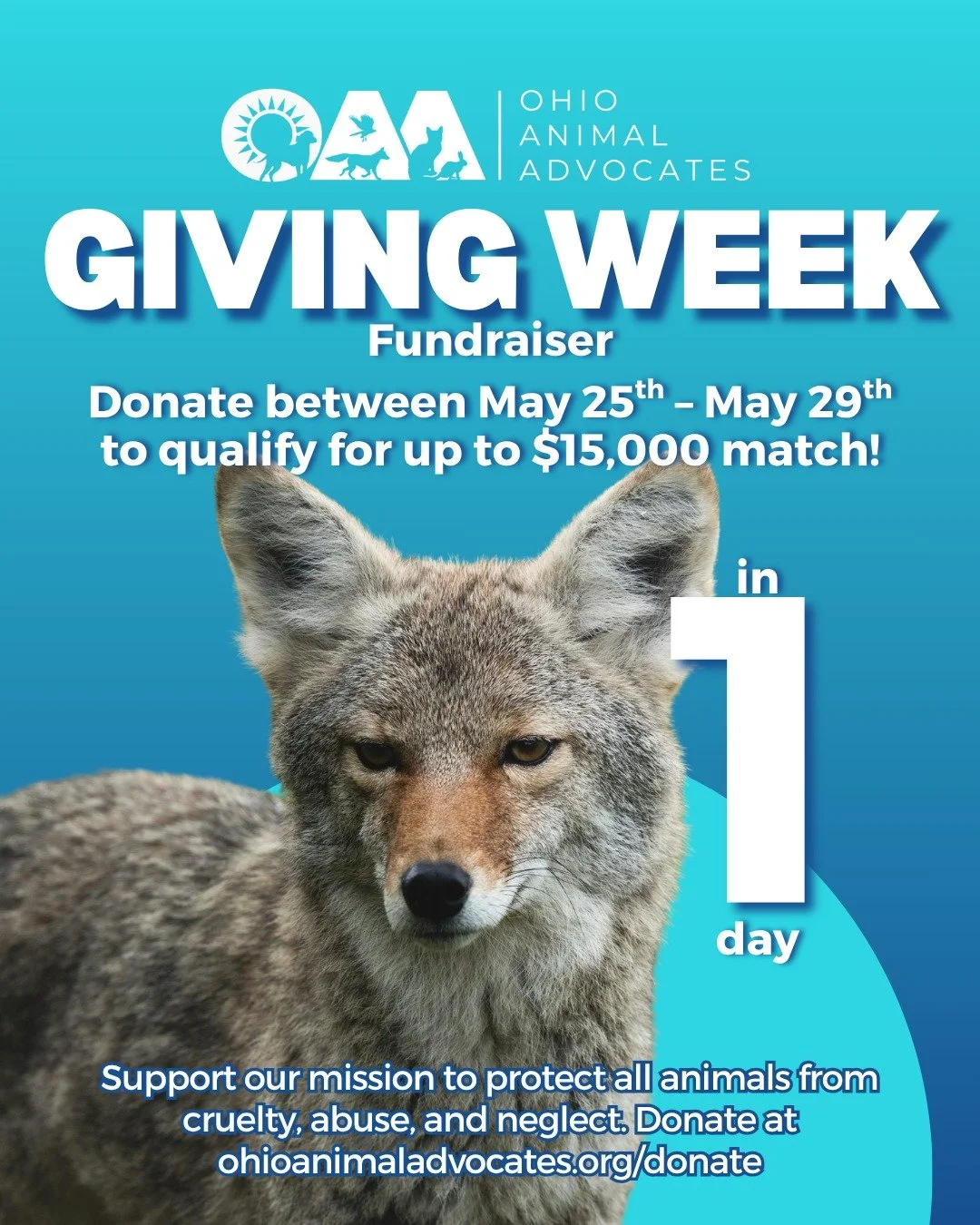 1 Day Until Giving Week!⏳ 

Tomorrow is the start of OAA&rsquo;s Giving Week Fundraiser! Thank you for standing with us as we work toward a more compassionate future for animals. ❤️

Donate May 25th&ndash;May 29th to help us qualify for up to a $15,0