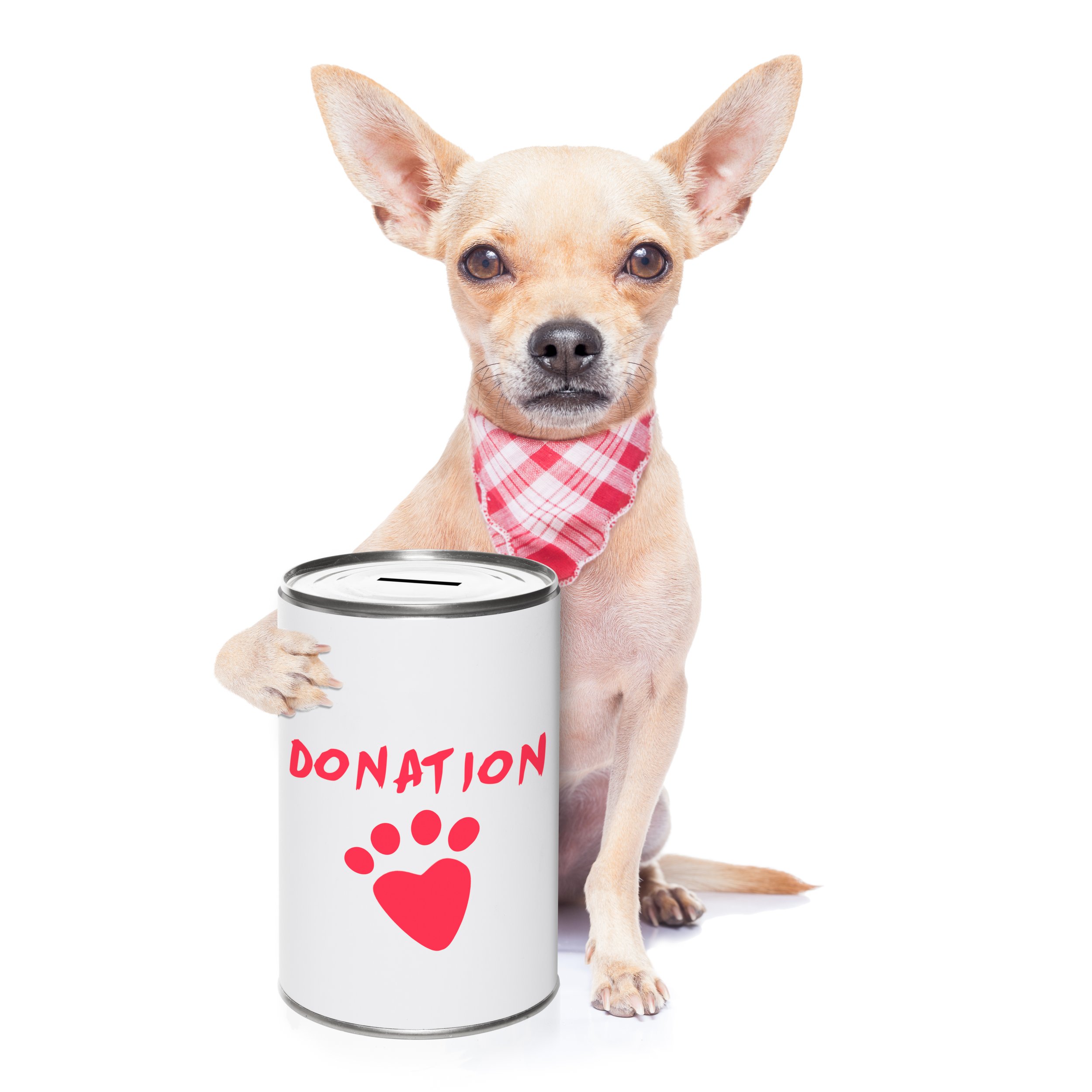 Chihuahua With Donation Can.jpg