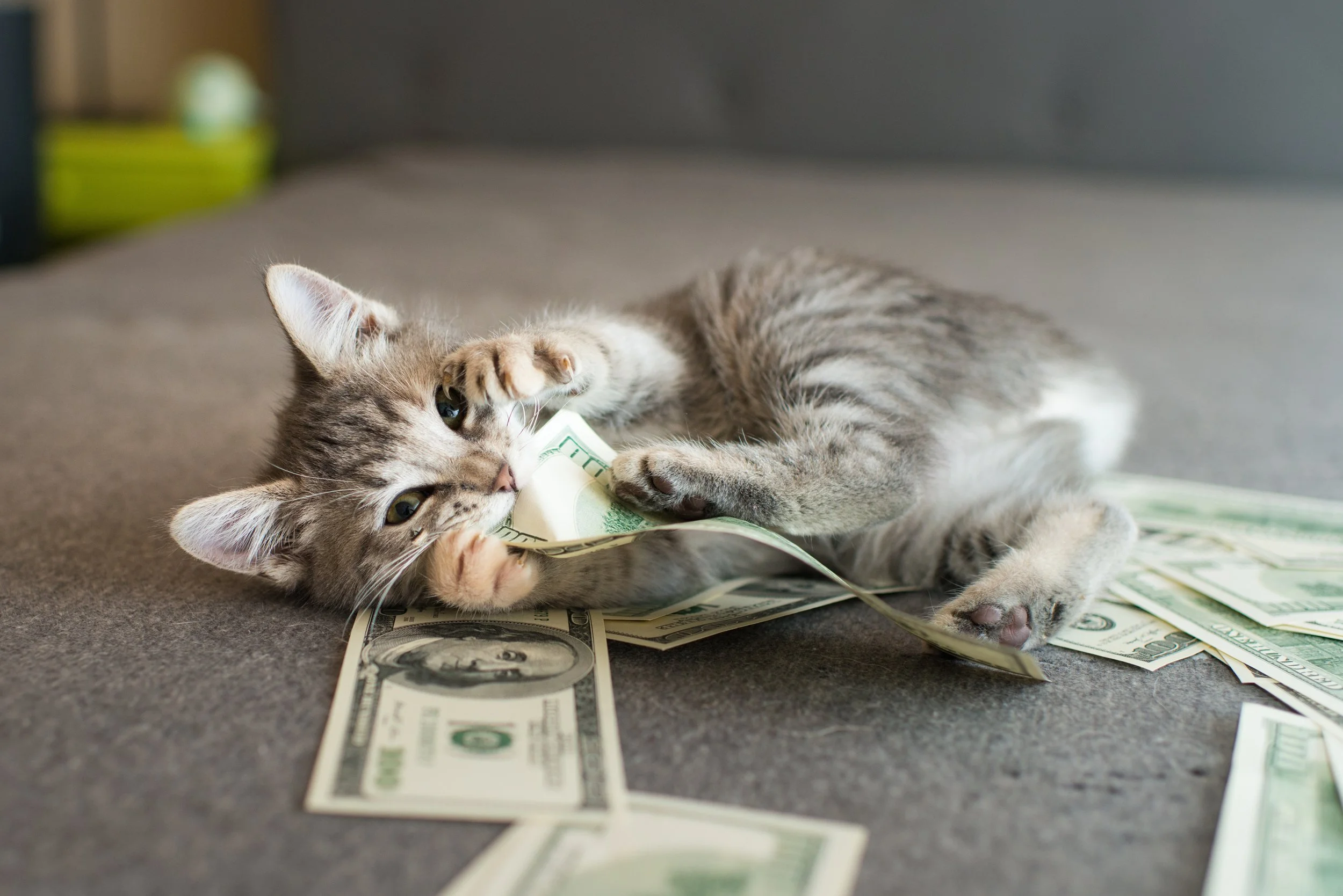 Kitten with money.jpg
