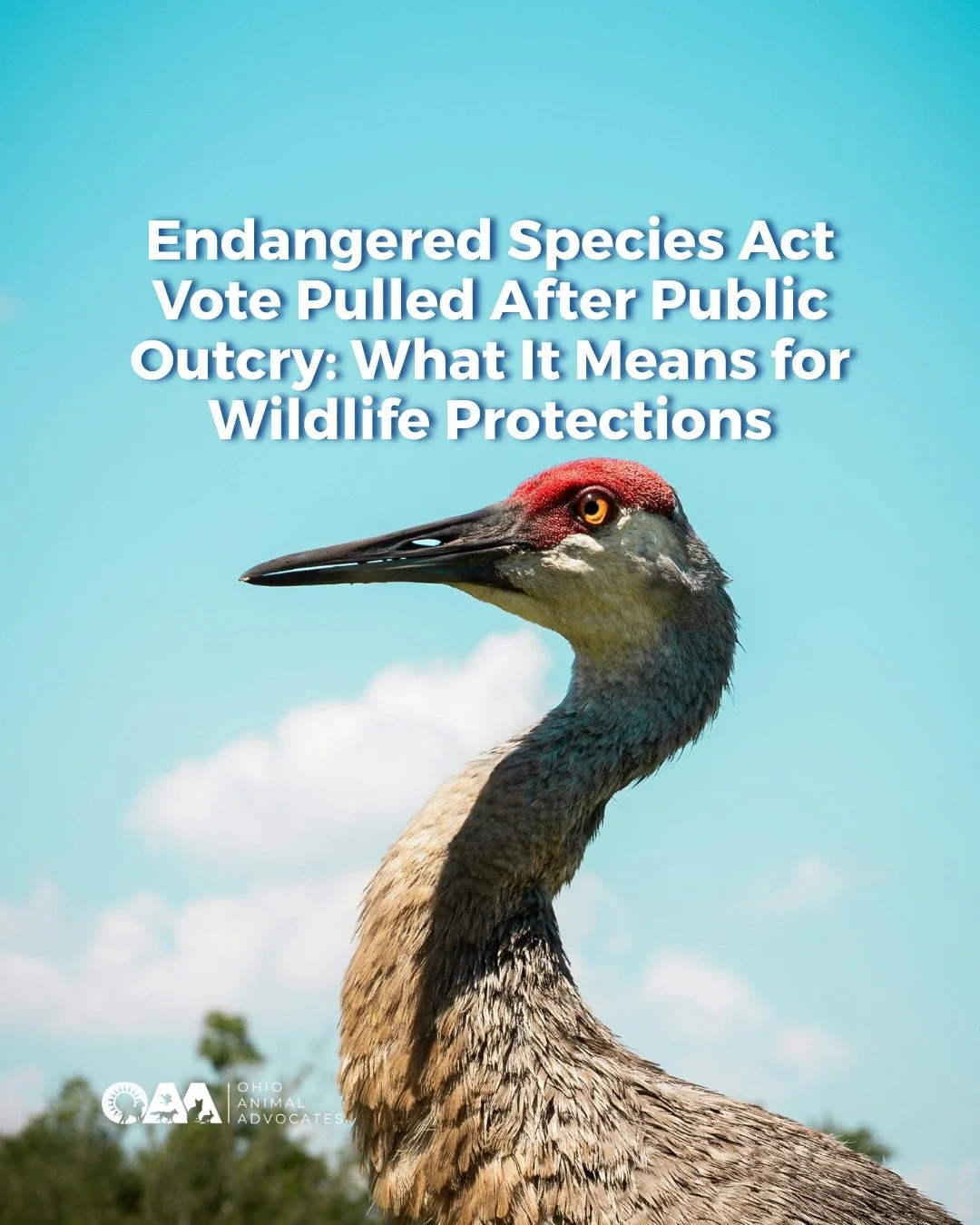 🚨 The Endangered Species Act was almost weakened and then the vote was pulled.

Public opinion made the difference 👏 

🐾 99% of protected species have avoided extinction because of the ESA
⚠️ Proposed changes could have put that at risk

Swipe to 