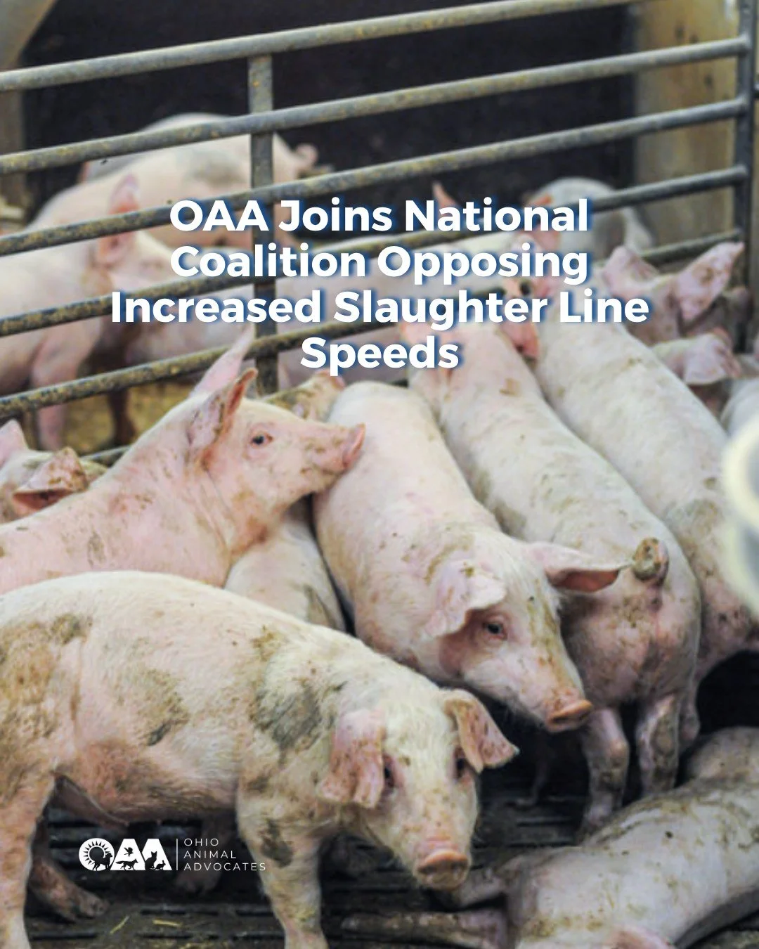 Proposed USDA rules could increase line speeds, meaning more animals processed in less time. OAA joined a national coalition opposing these changes.

💔 More suffering
⚠️ Less oversight
🚧 More risk for workers

🐾 Swipe to learn what&rsquo;s at stak