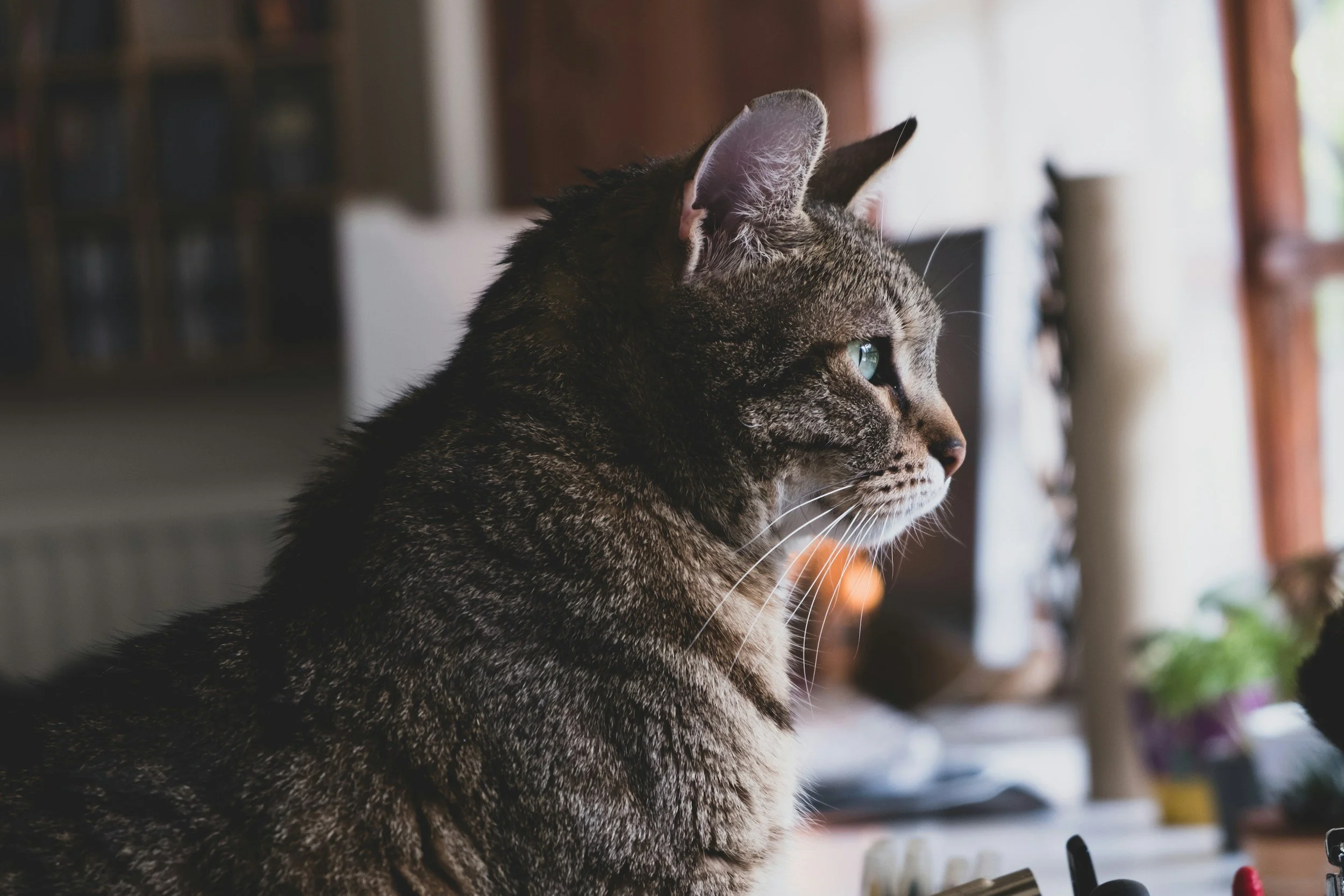 unsplash-image-3lwV0ypI6io.jpg