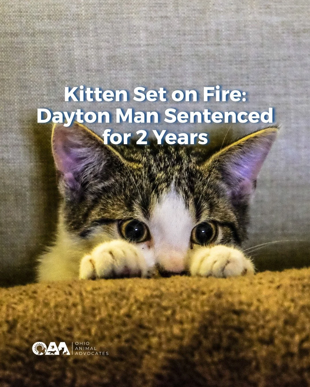 A Dayton kitten survived horrific abuse after being intentionally set on fire in 2024.

Animal cruelty prevention matters. Please speak up for animals, report suspected cruelty, and support stronger protections for animals in Ohio. 🐾

For more on th