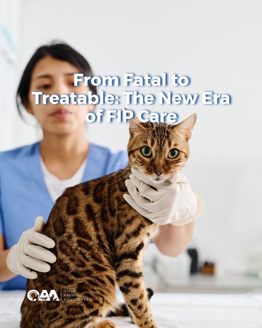 For years, an FIP diagnosis was considered a death sentence for cats. Today, that&rsquo;s changing. 🐾

New breakthroughs in feline medicine are giving kittens and cats diagnosed with FIP a real chance at survival and hope for the future.

Read more 