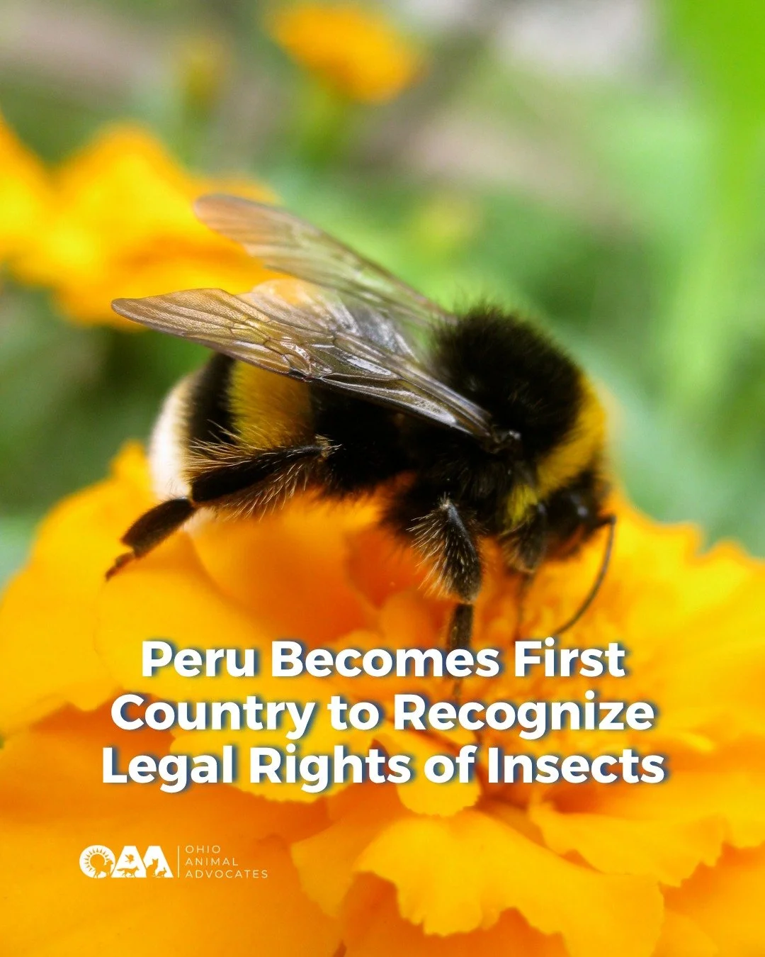 For the first time in history, a country has recognized the legal rights of insects. 🐝

Municipalities in Peru have granted native stingless bees legal protections recognizing their right to exist, thrive, and be defended from environmental harm.

A