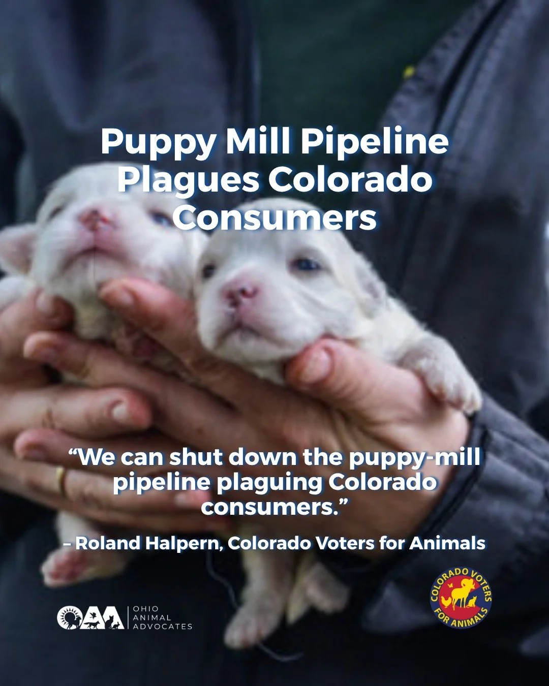 &ldquo;The puppy in the window shouldn&rsquo;t come with hidden suffering &mdash; or a lifetime of bills.&rdquo;

A powerful new op-ed from Colorado Voters for Animals Executive Director Roland Halpern highlights why Colorado&rsquo;s puppy mill pipel