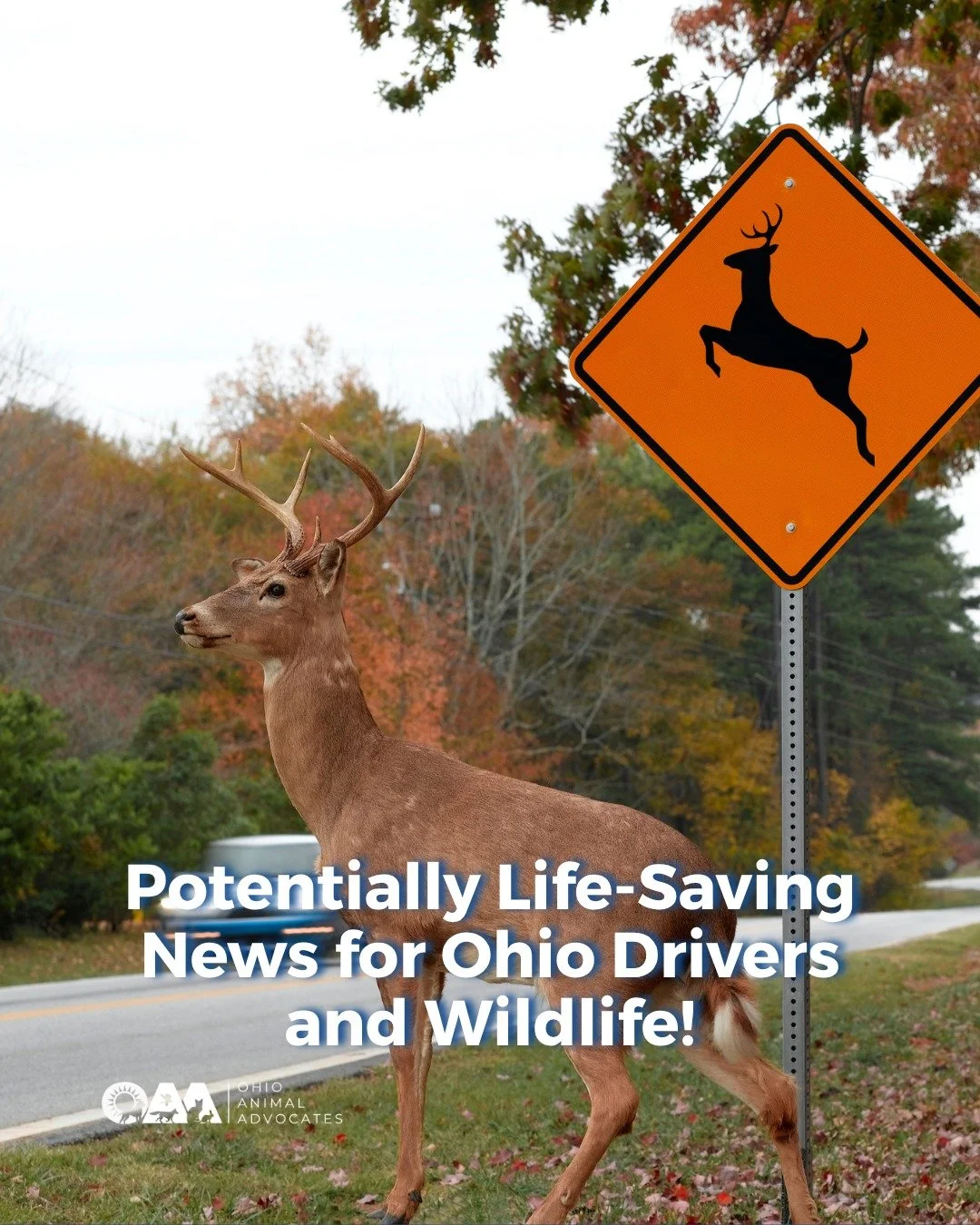 🚗🦌 Ohio drivers can help save wildlife.

ODOT and ODNR launched a crowdsourced roadkill reporting app to identify wildlife collision hotspots and support future wildlife crossings.

✔️ Make a mental note
✔️ Pull over safely
✔️ Report it later throu