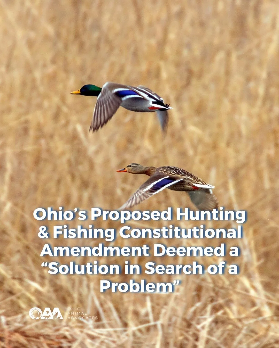 Is Ohio&rsquo;s proposed constitutional amendment protecting wildlife traditions or creating unnecessary legal risks?

SJR 8 would add hunting and fishing rights to the Ohio Constitution, but critics warn the proposal&rsquo;s vague language could imp