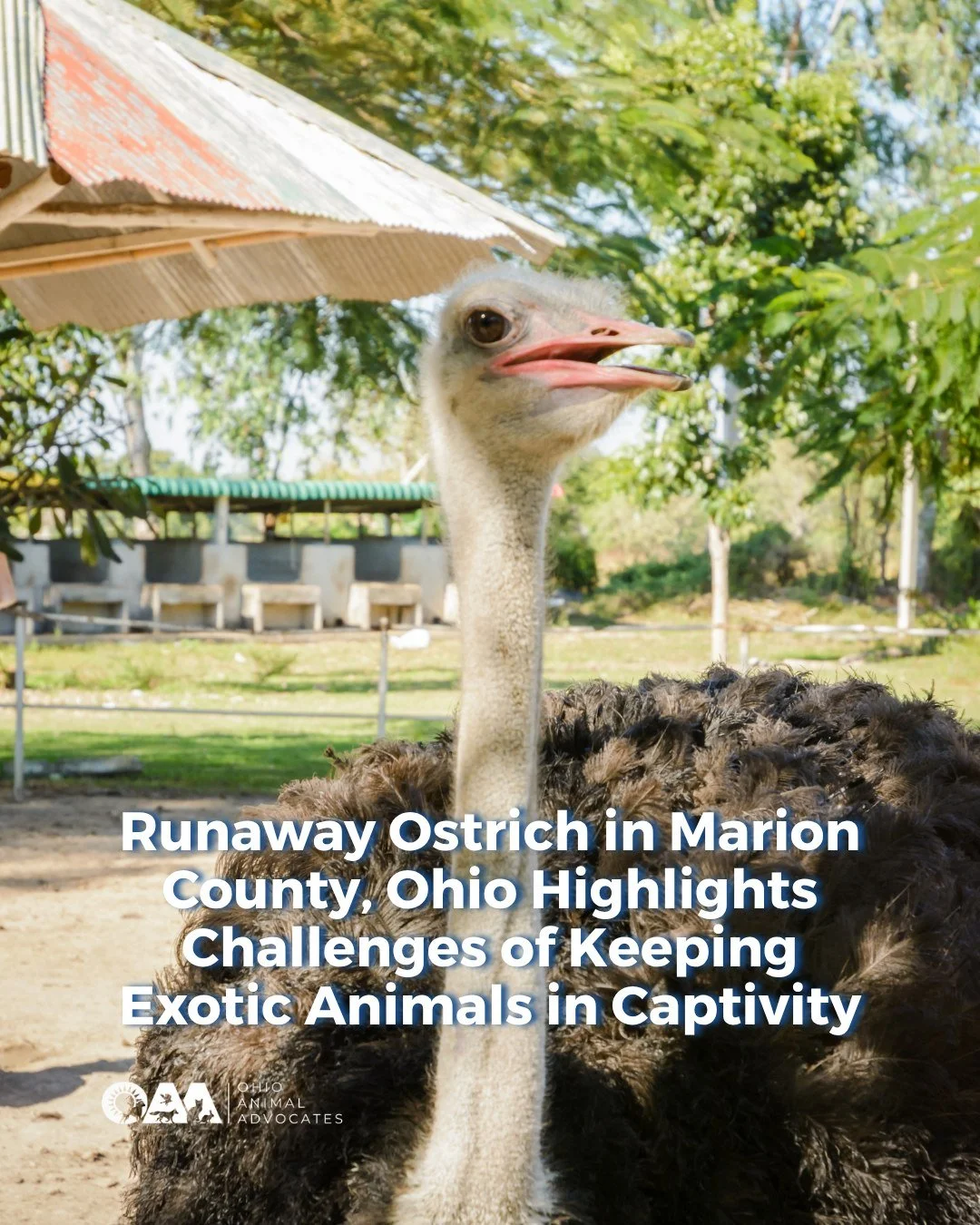 An escaped ostrich in Madison County may sound unusual, but situations like this highlight important conversations around exotic animal ownership, public safety, and animal welfare.

Ostriches can grow up to 9 feet tall, weigh hundreds of pounds, and