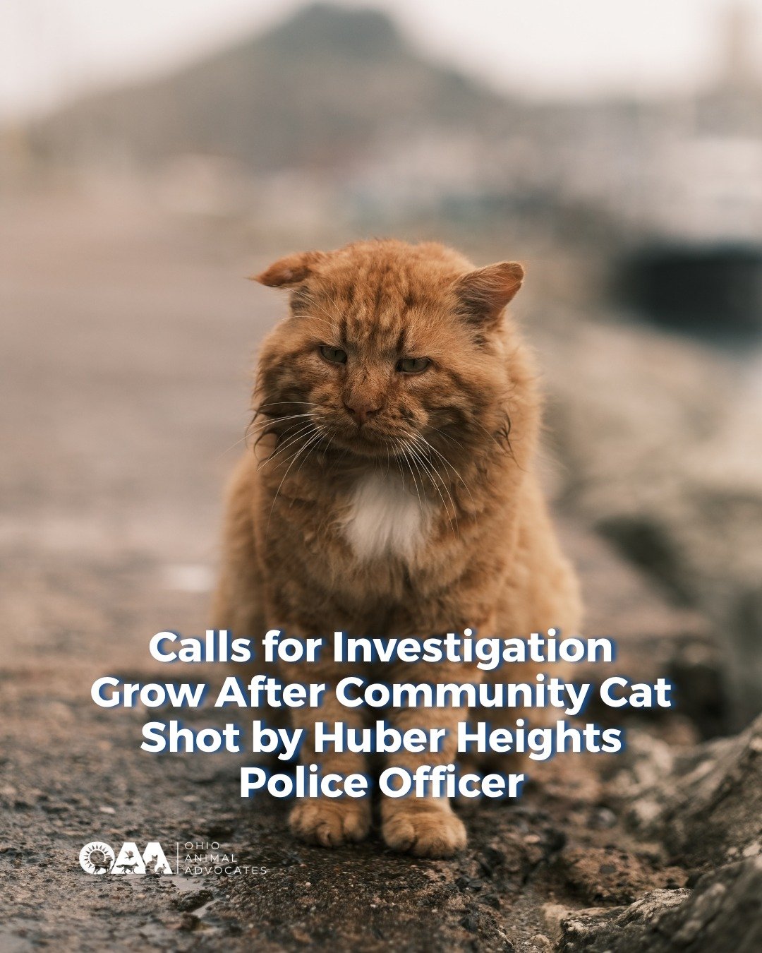 An incident involving a community cat in Huber Heights is raising serious concerns about humane response protocols and accountability.

Animal advocates are calling for a formal investigation after a police officer shot an injured orange tabby report
