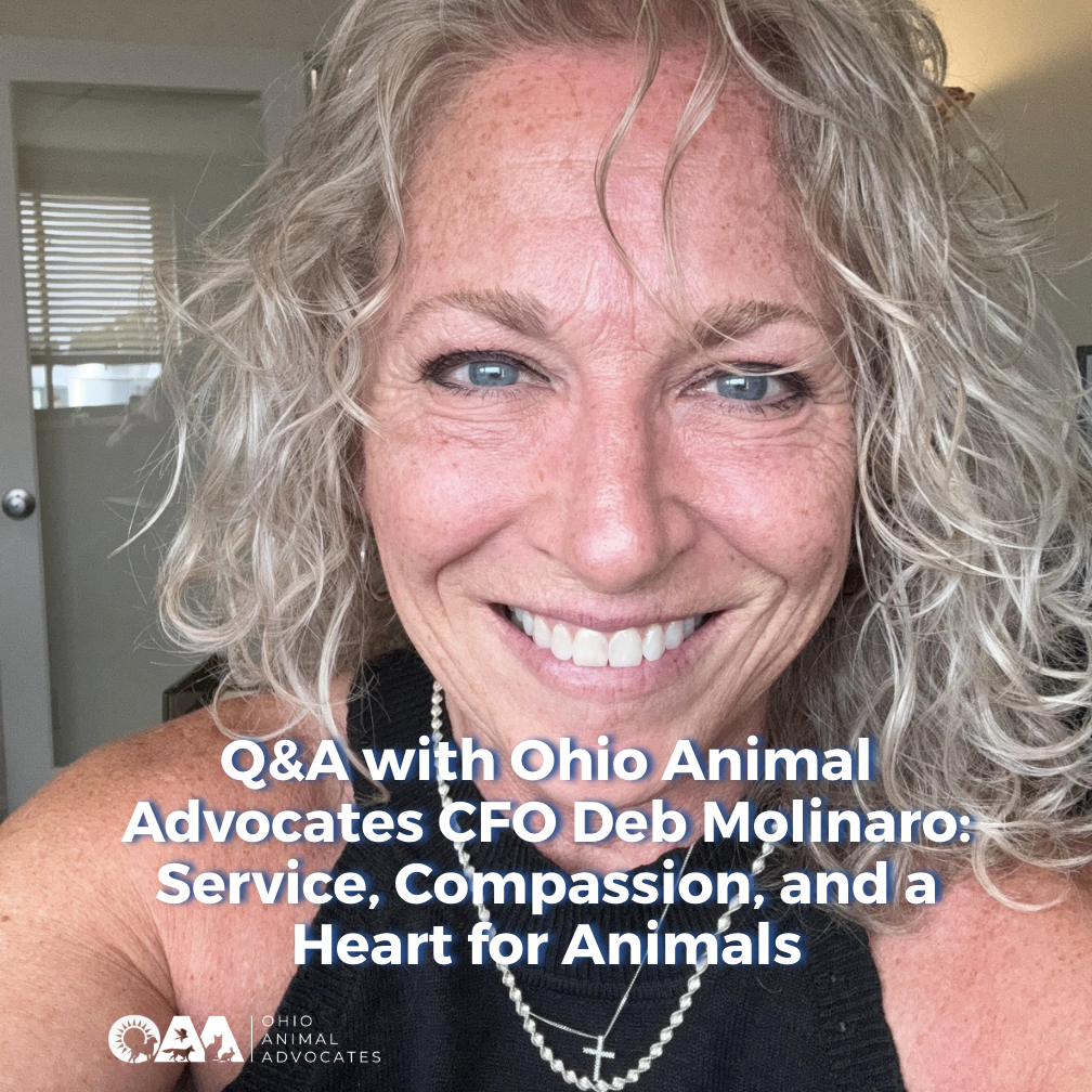 Q&amp;A with Ohio Animal Advocates CFO Deb Molinaro: Service, Compassion, and a Heart for Animals