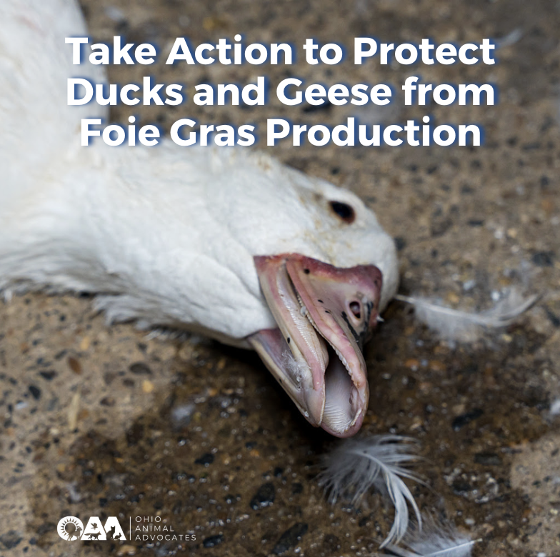 Take Action to Protect Ducks and Geese from Foie Gras Production