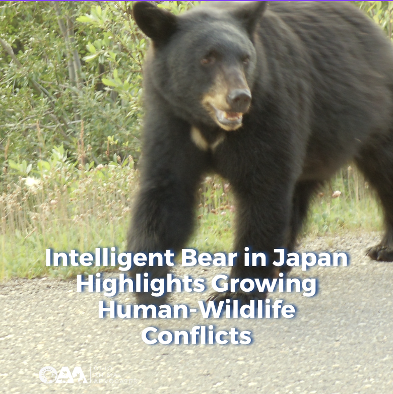 Intelligent Bear in Japan Highlights Growing Human-Wildlife Conflicts