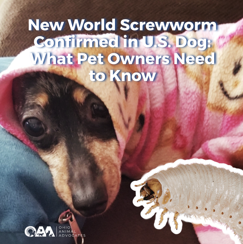 New World Screwworm Confirmed in U.S. Dog: What Pet Owners Need to Know