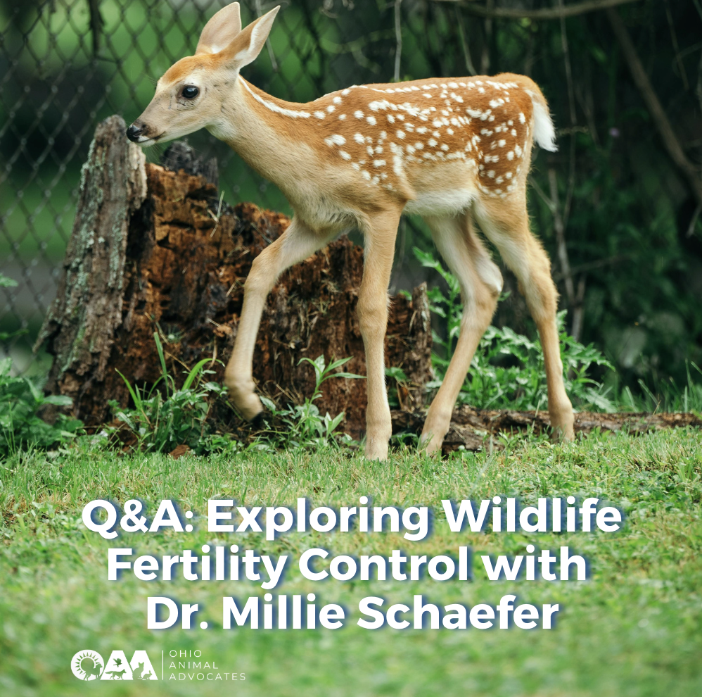 Q&amp;A: Exploring Wildlife Fertility Control with Dr. Millie Schaefer