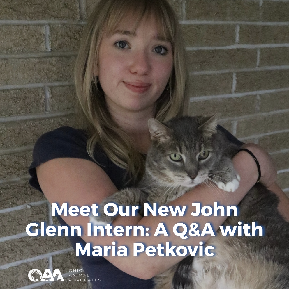 Meet Our New John Glenn Intern: A Q&amp;A with Maria Petkovic