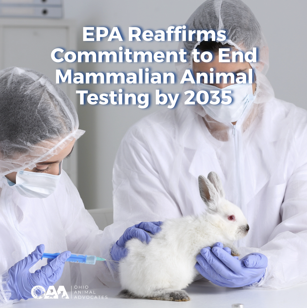 EPA Reaffirms Commitment to End Mammalian Animal Testing by 2035