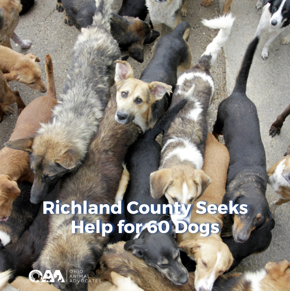 Richland County Seeks Help for 60 Dogs
