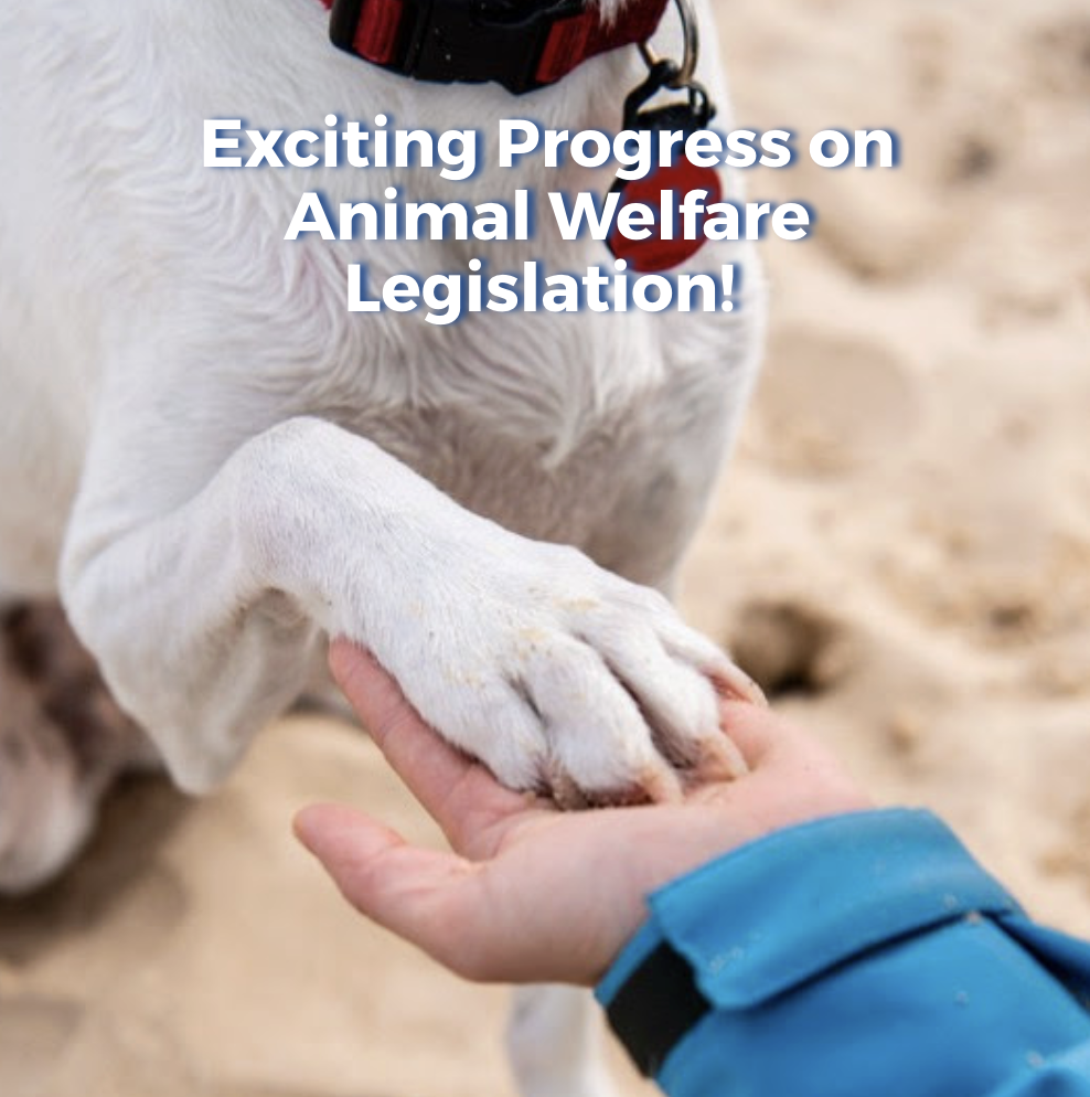 Exciting Progress on Animal Welfare Legislation!