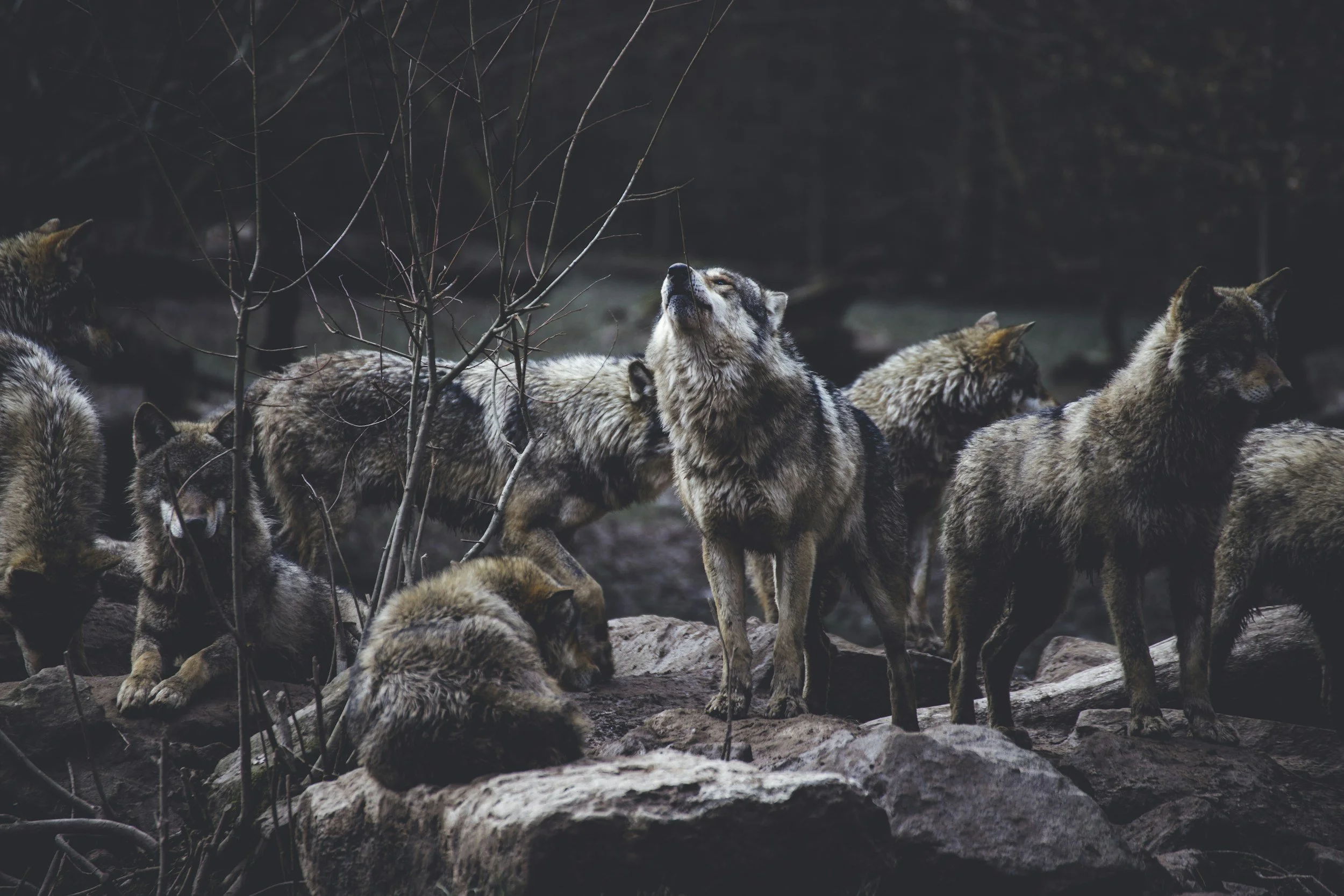 unsplash-image-dtfyRuKG7UY.jpg